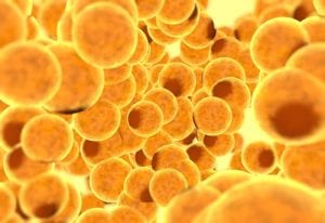 Fat cells-Inside human organism-img-blog